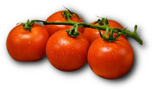 Tomate Aranca